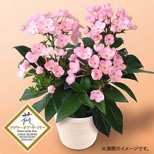 �h�V�̓� ���A���u�V�R�A���}�̑��蕨 �ɂ����� �R�R�v