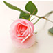 �o���@�c